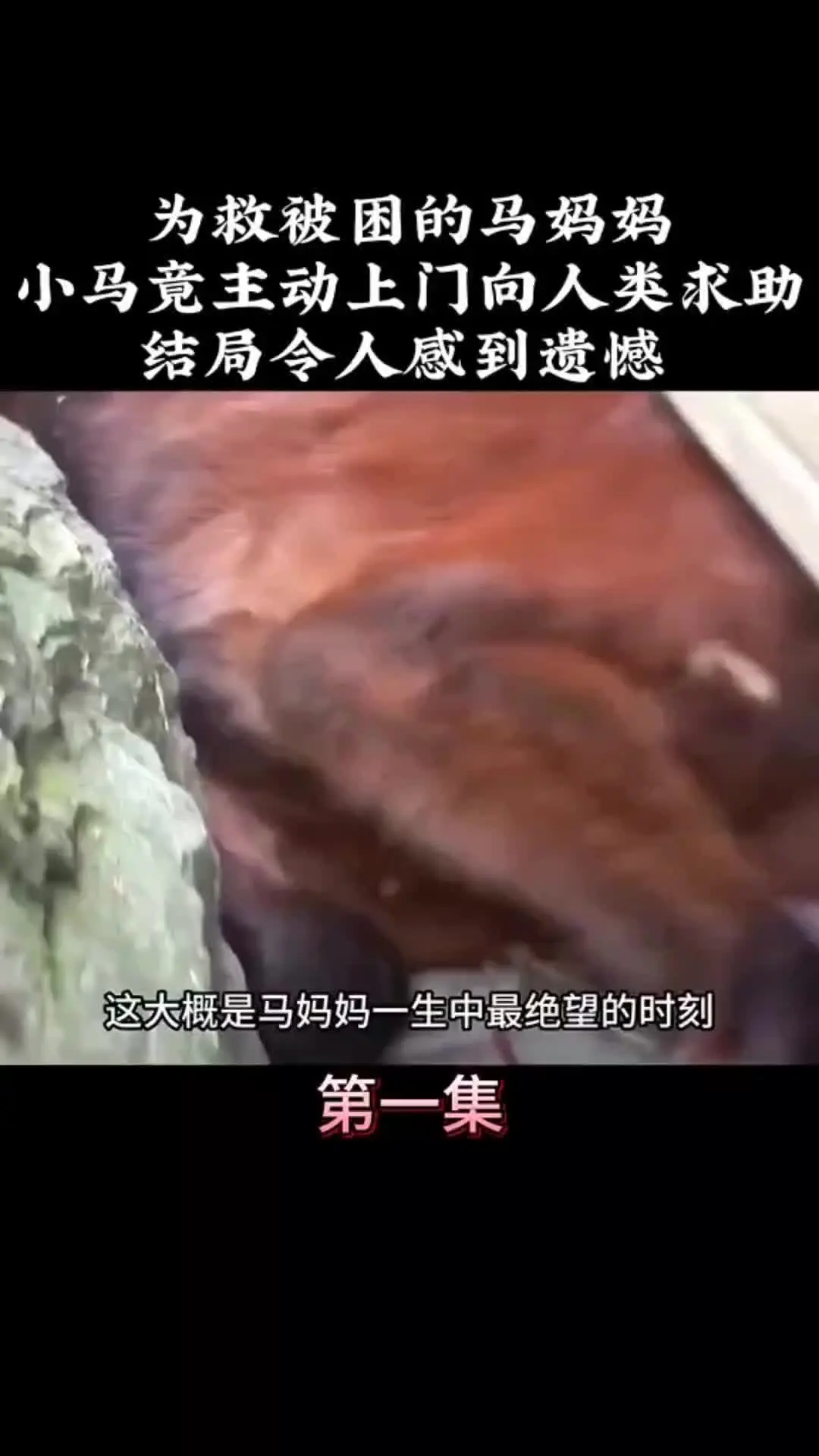 动物解说 动物的迷惑行为 动物世界 内容启发搜索