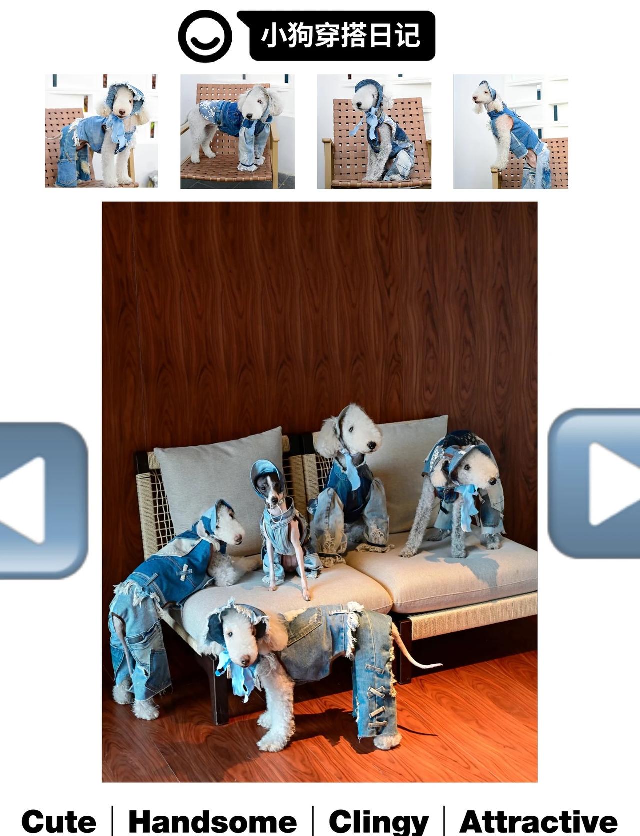 牛仔很忙的🤠
海屿花儿宠物摄影 宠物模特 宠物摄影 西部牛仔风 牛仔衬衫 牛仔