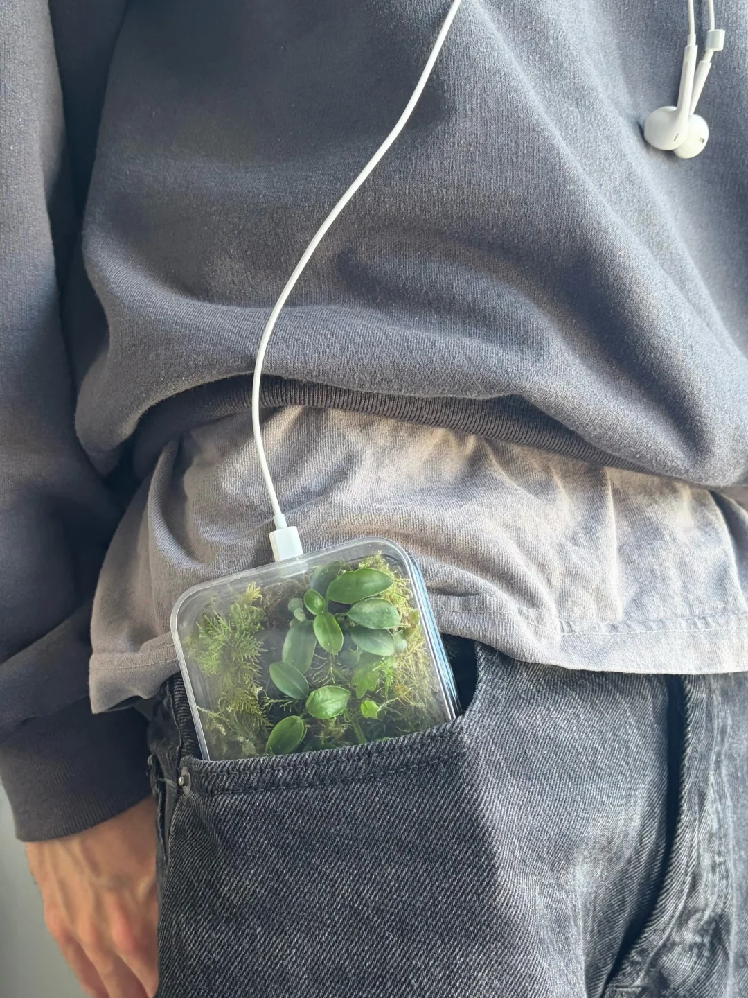 手机壳里长草了？🌱创意人danielidle整了个叫"Terrarium iP