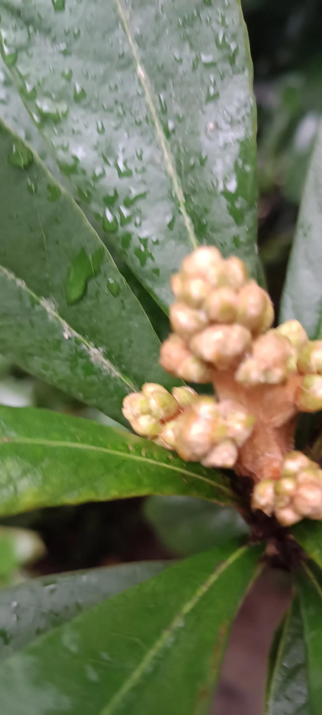 #春日生活打卡季#桂花能种一棵大树的，能吃的桂花东西很多，种在地里，它能开花结果