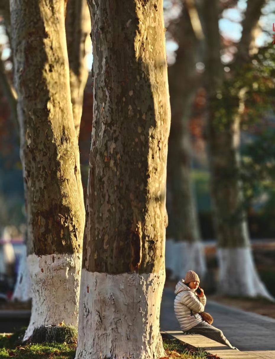 ✨秋阳给树干镀上金芒，行人与树对坐时，连风都带着岁月与尘世的温软私语。
🌿老树