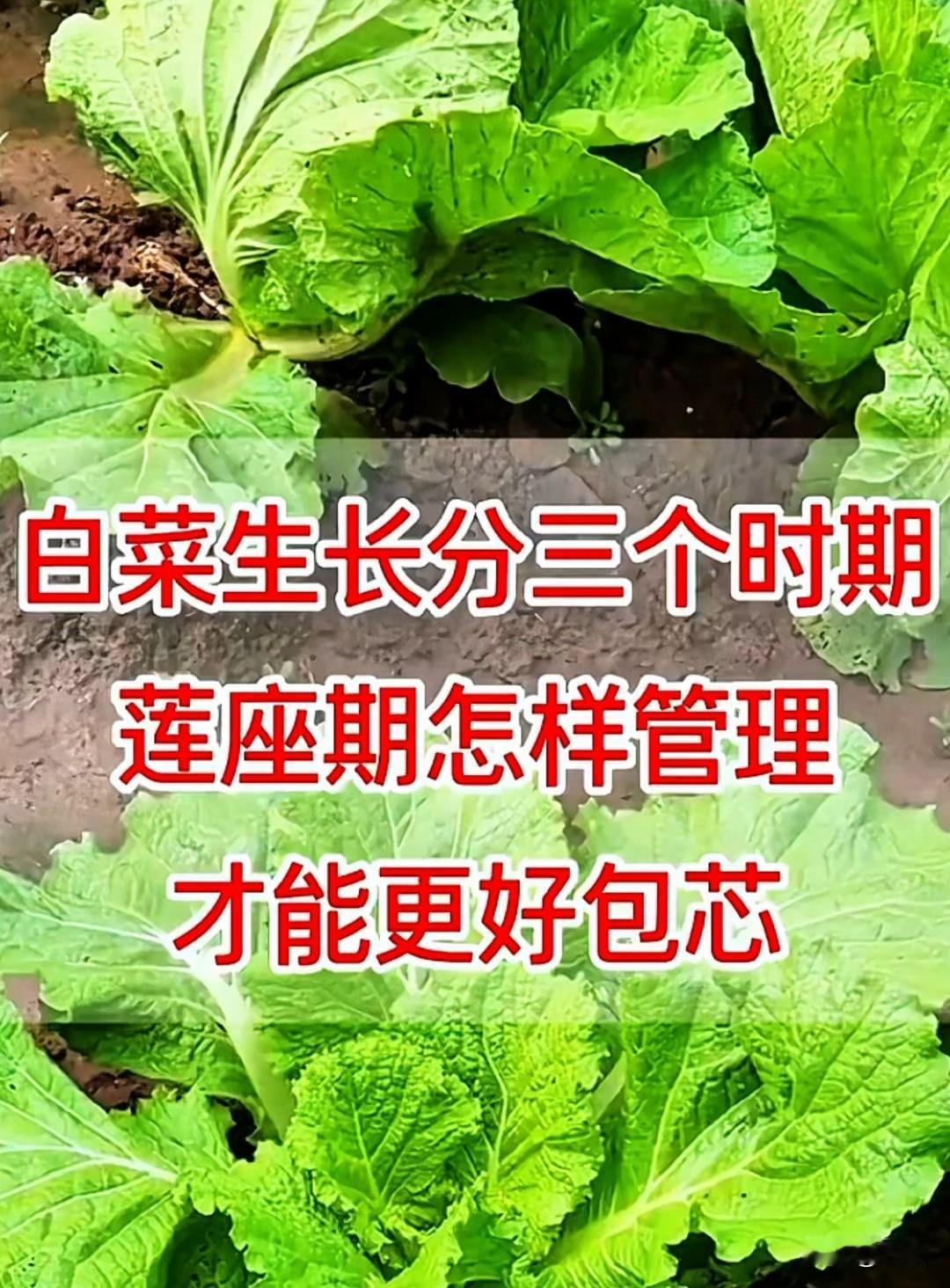 白菜莲座期如何施肥？
 
新手种白菜别慌，莲座期施肥其实很简单。
这个阶段白菜长