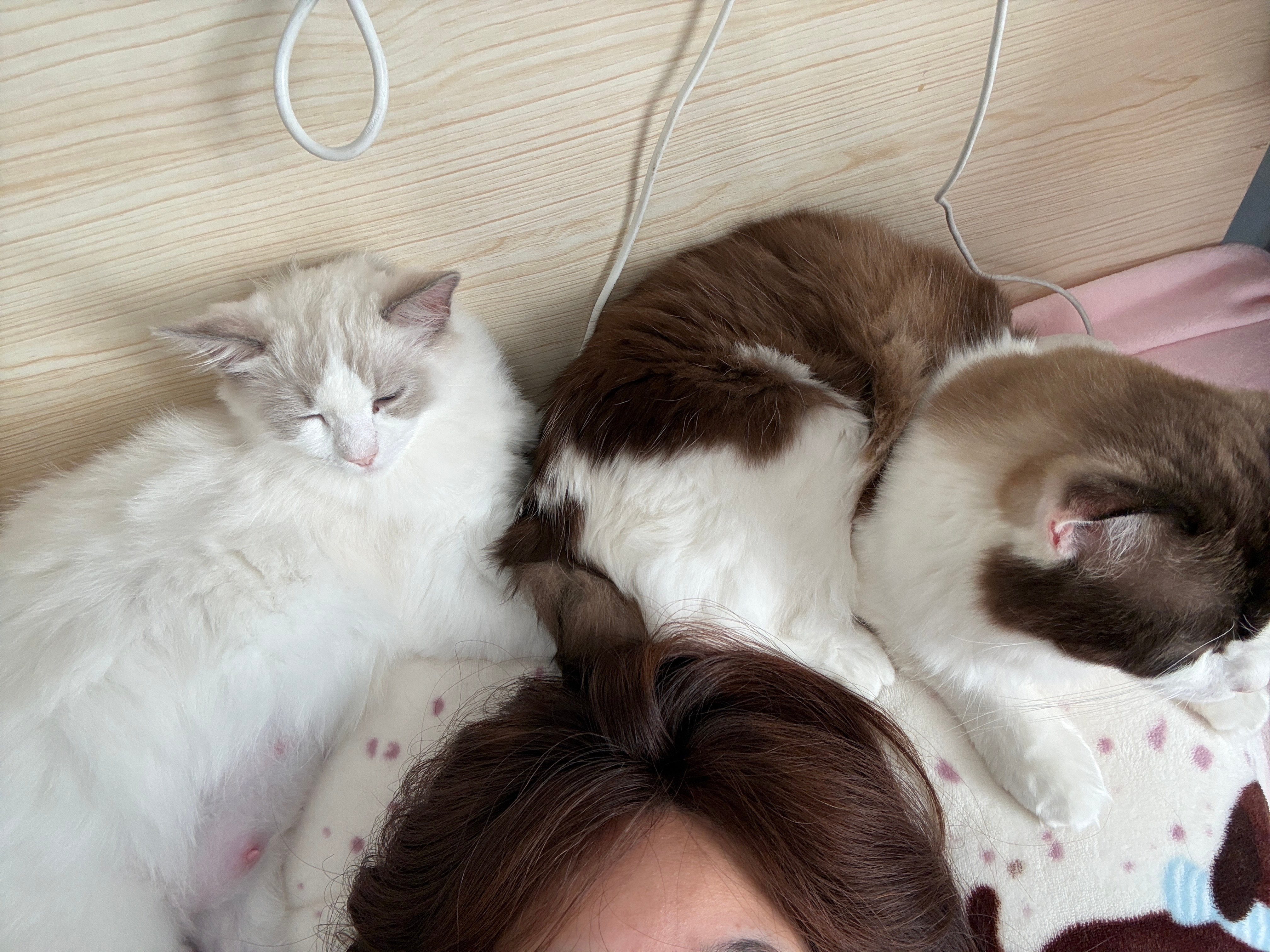 怎么回事，一到冬天头上就长猫了[喵喵] ​​​