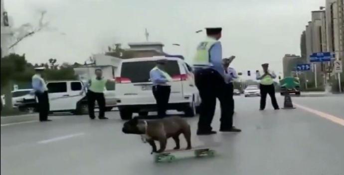 民警蜀黍执勤巡查的时候发现竟然有一只狗狗在马路中间“玩滑板”，该狗子见到民警，企