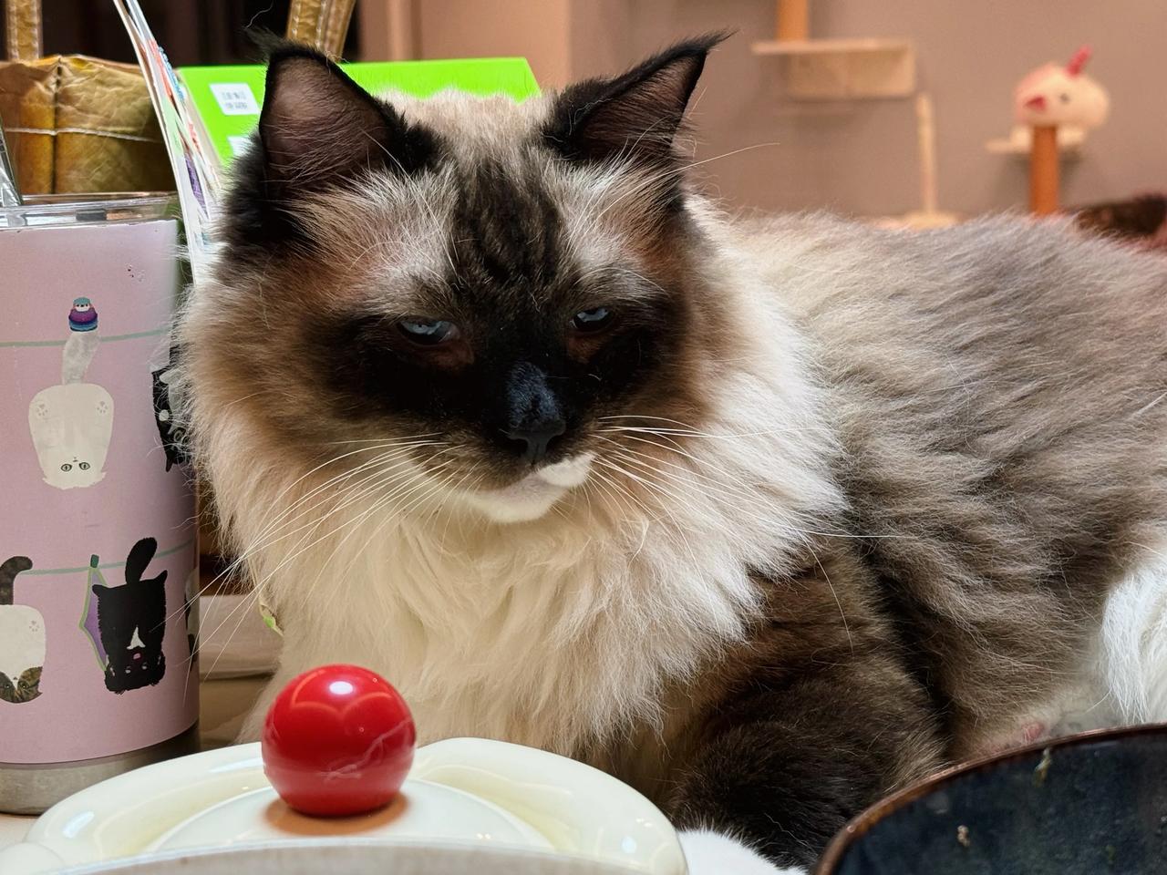 吃个饭被集体围观🤷‍♂️
#猫咪# #萌宠#