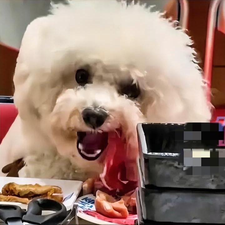 “我家狗乖，未经我允许，肯定不会乱吃东”。
就是这种迷之自信，将让狗主人付出惨痛