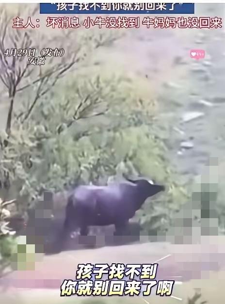 真的被安徽这头母牛狠狠破防了，千万别小瞧动物骨子里藏着的温柔与灵性！
 
农户家