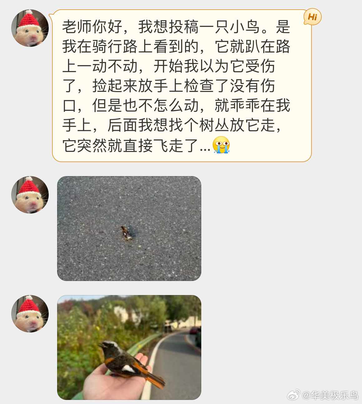 鸟粉投稿 路上发现的一只【北红尾鸲qú】没有外伤，小家伙在手上待一会就飞走了～（