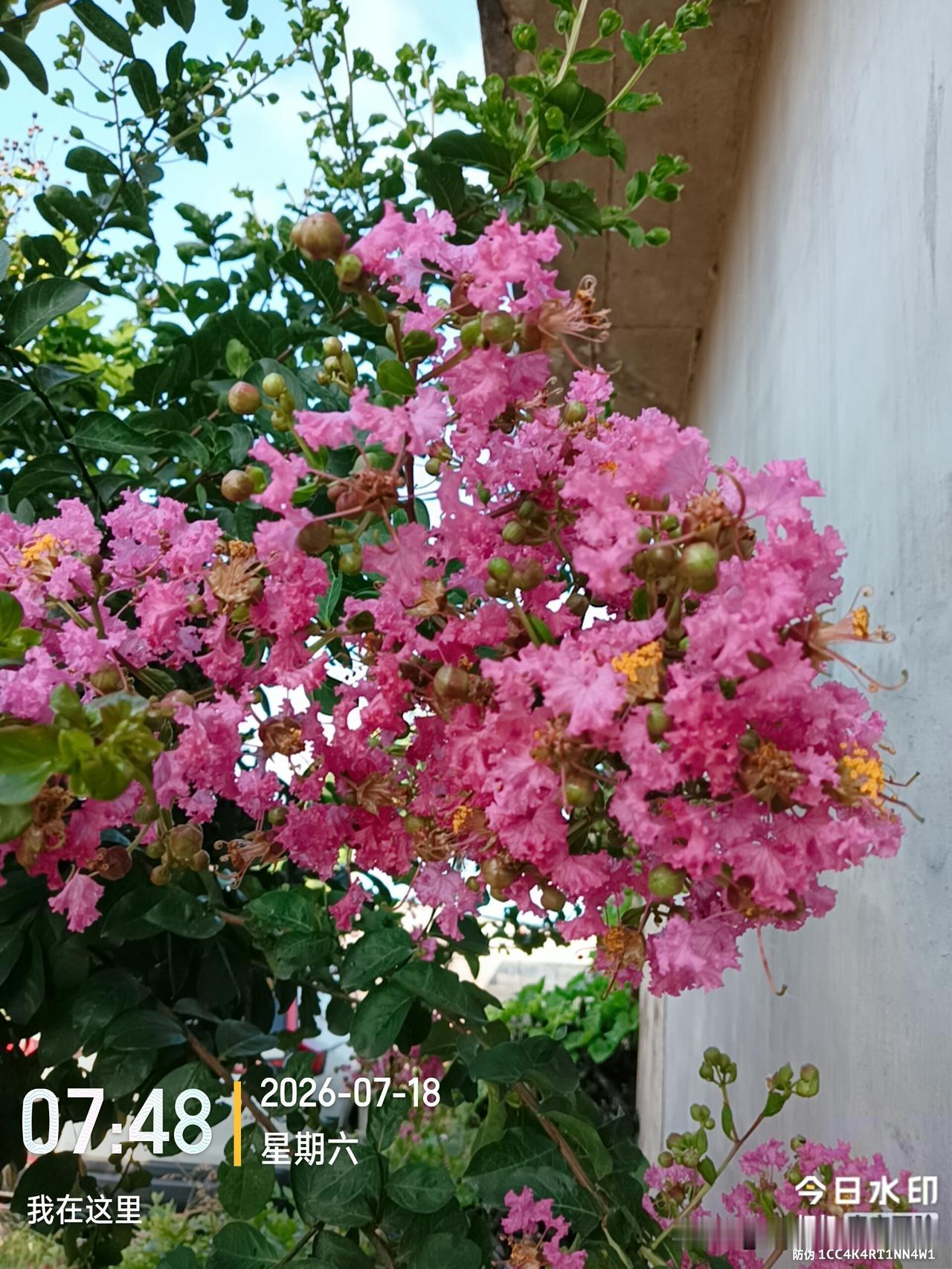 但愿人长久，邀请下一句千里共婵娟