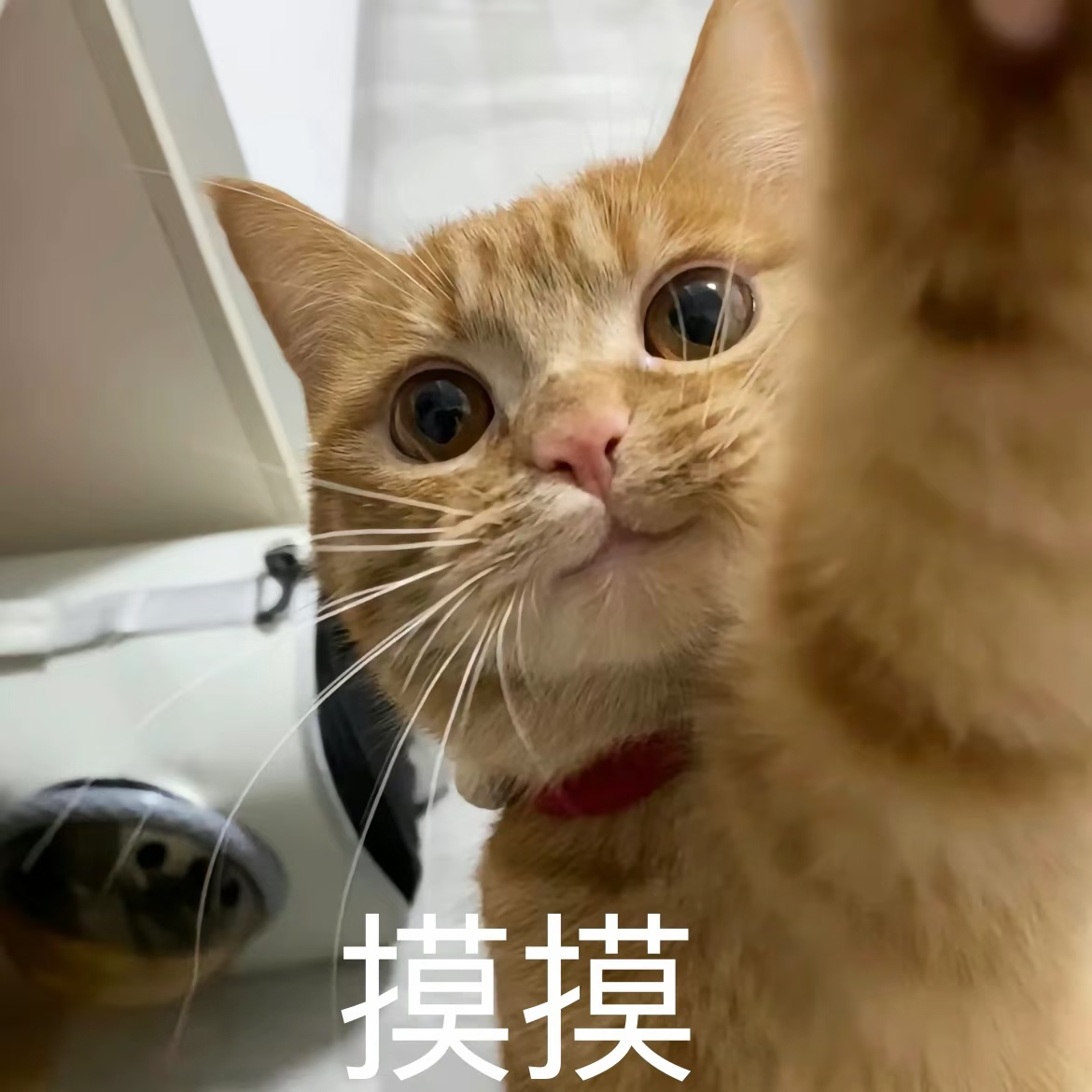 哥哥:摸摸头 