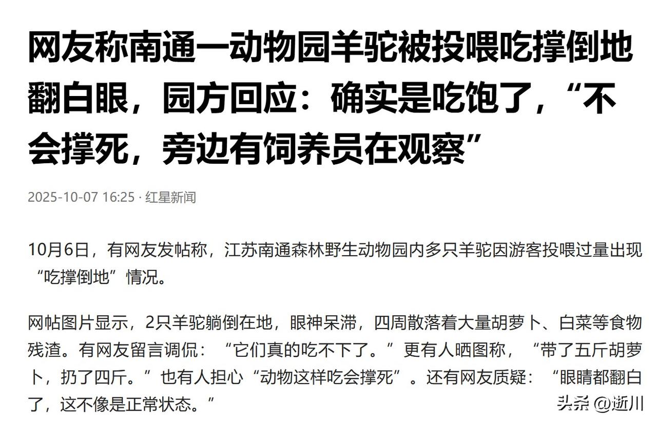小编发现，近期国庆节人流如织。南通一动物园羊驼🦙被投喂吃撑倒地翻白眼。园方回应