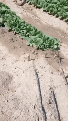 原来菜是这么被偷的
真长见识了