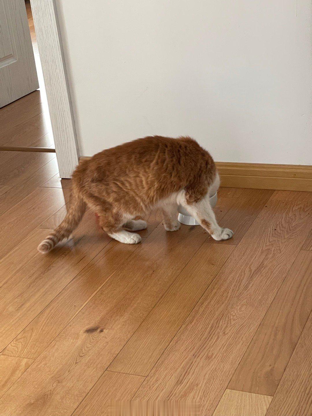 #萌宠那些事[超话]# 不要问，不要质疑，不要管脖子酸不酸痛不痛，小猫咪爱用什么