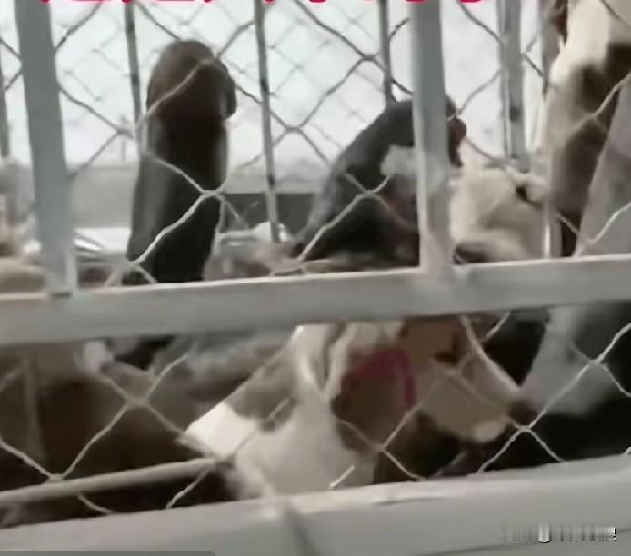 抽干血的实验马犬拉去屠宰场，这是人干的事吗？