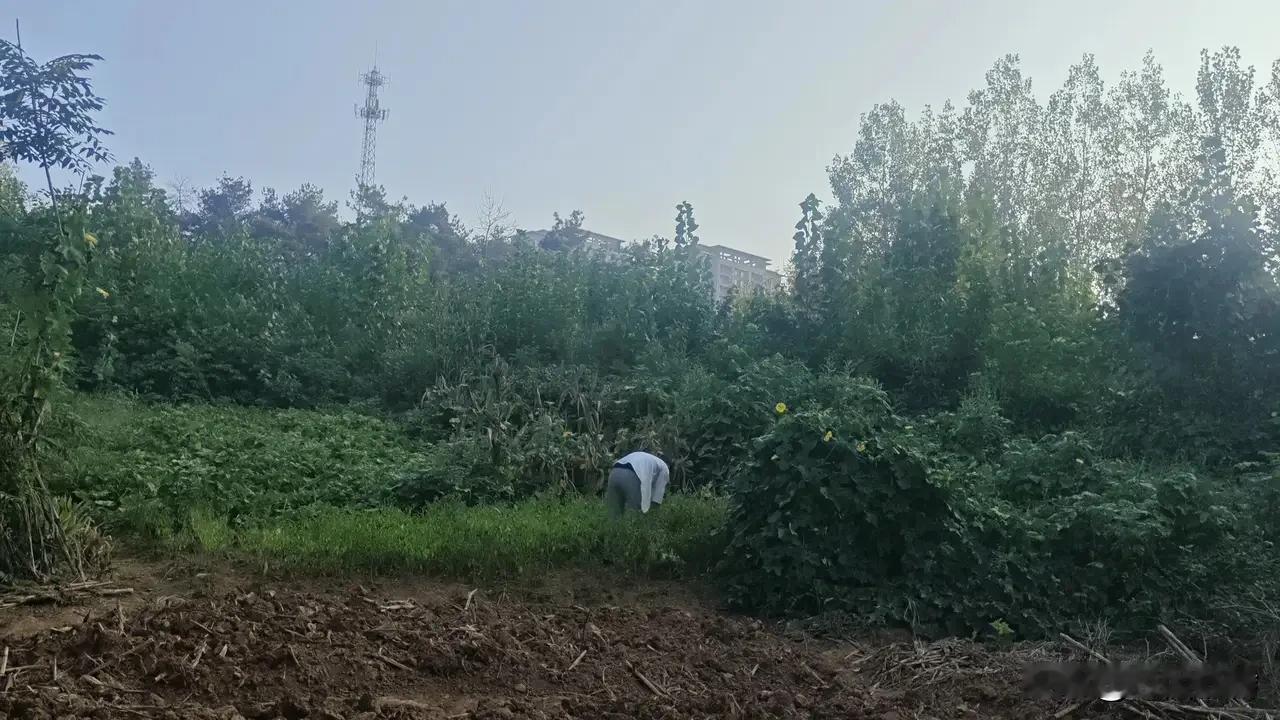 上联：子孝双亲乐
下联：家和万事兴
   （高手对下联）

  解析
上联：子孝