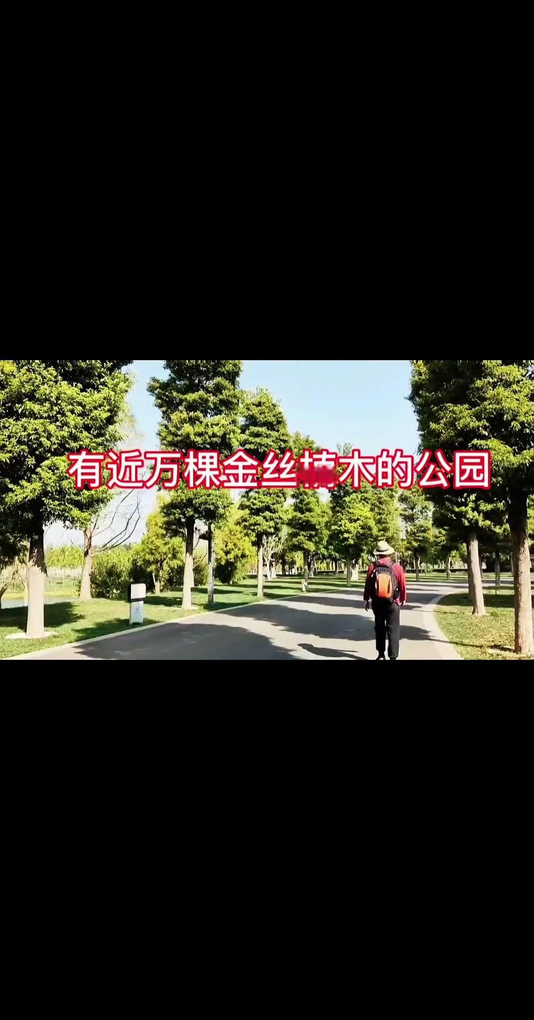 在云南弥勒的甸溪河湿地公园，藏着一处超震撼的公园——近万棵金丝楠木沿河道绵延几公