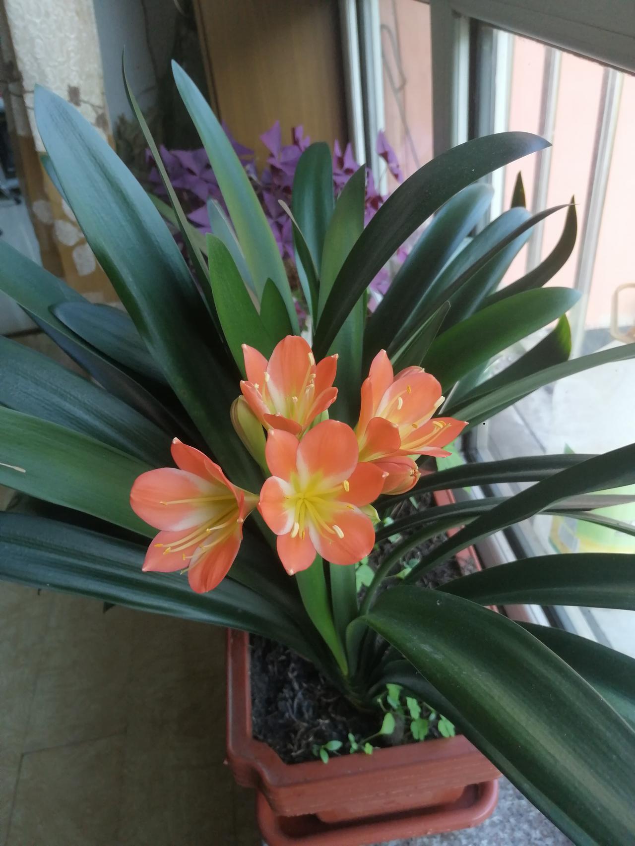 2025年给我最大的感受是，我们国家物价稳定，肉、蛋、奶、米、面、油，都没有涨价