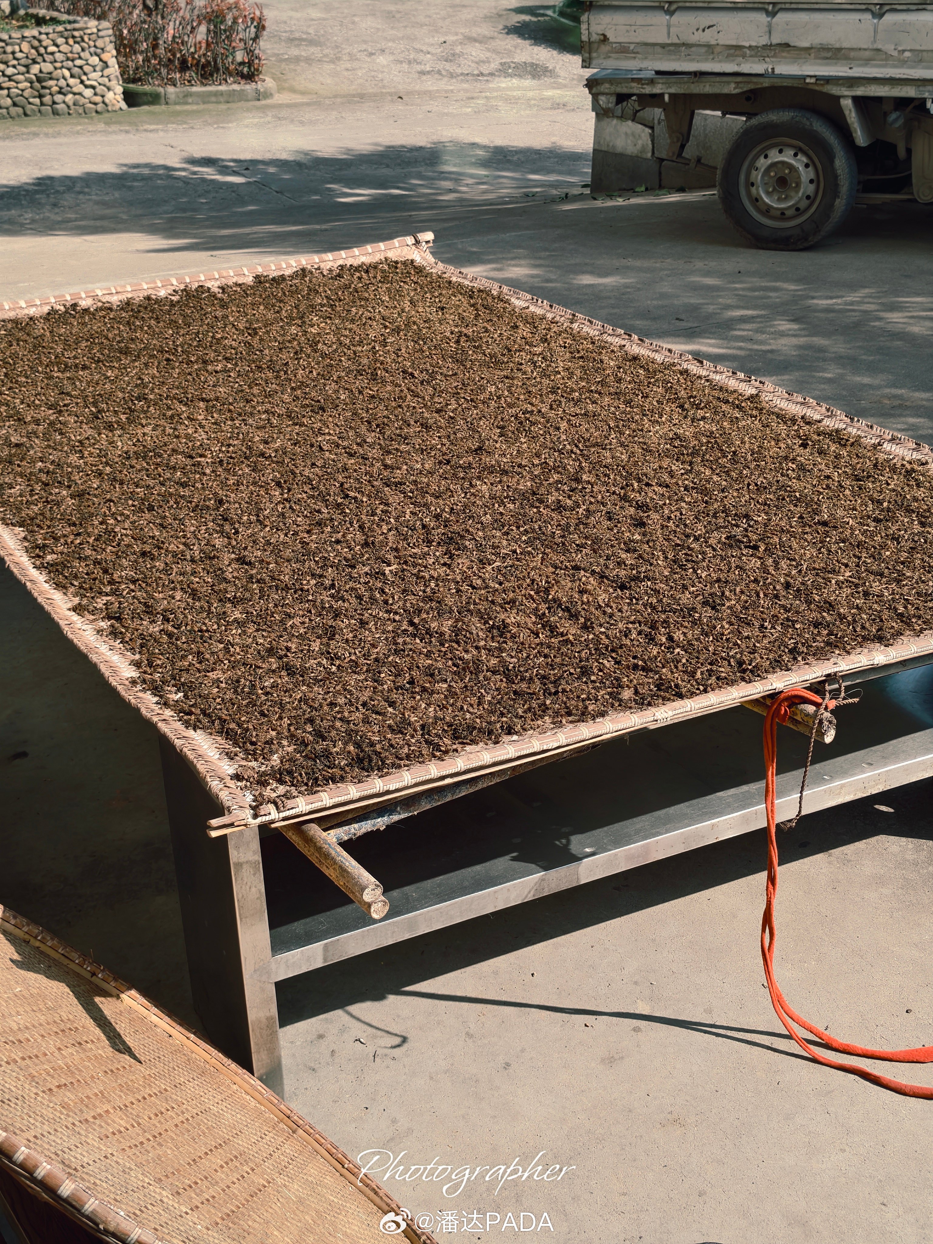 农村的这个季节，就是家家户户都在蒸梅干菜今天忙了一天，帮我爸妈干农活，话说做梅干