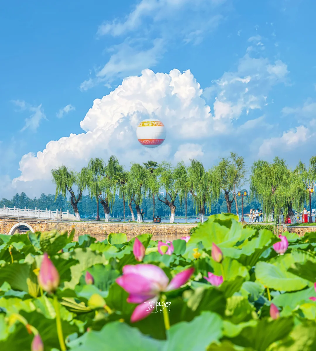 现在还有人拍荷花吗？东湖听涛｜附攻略机位