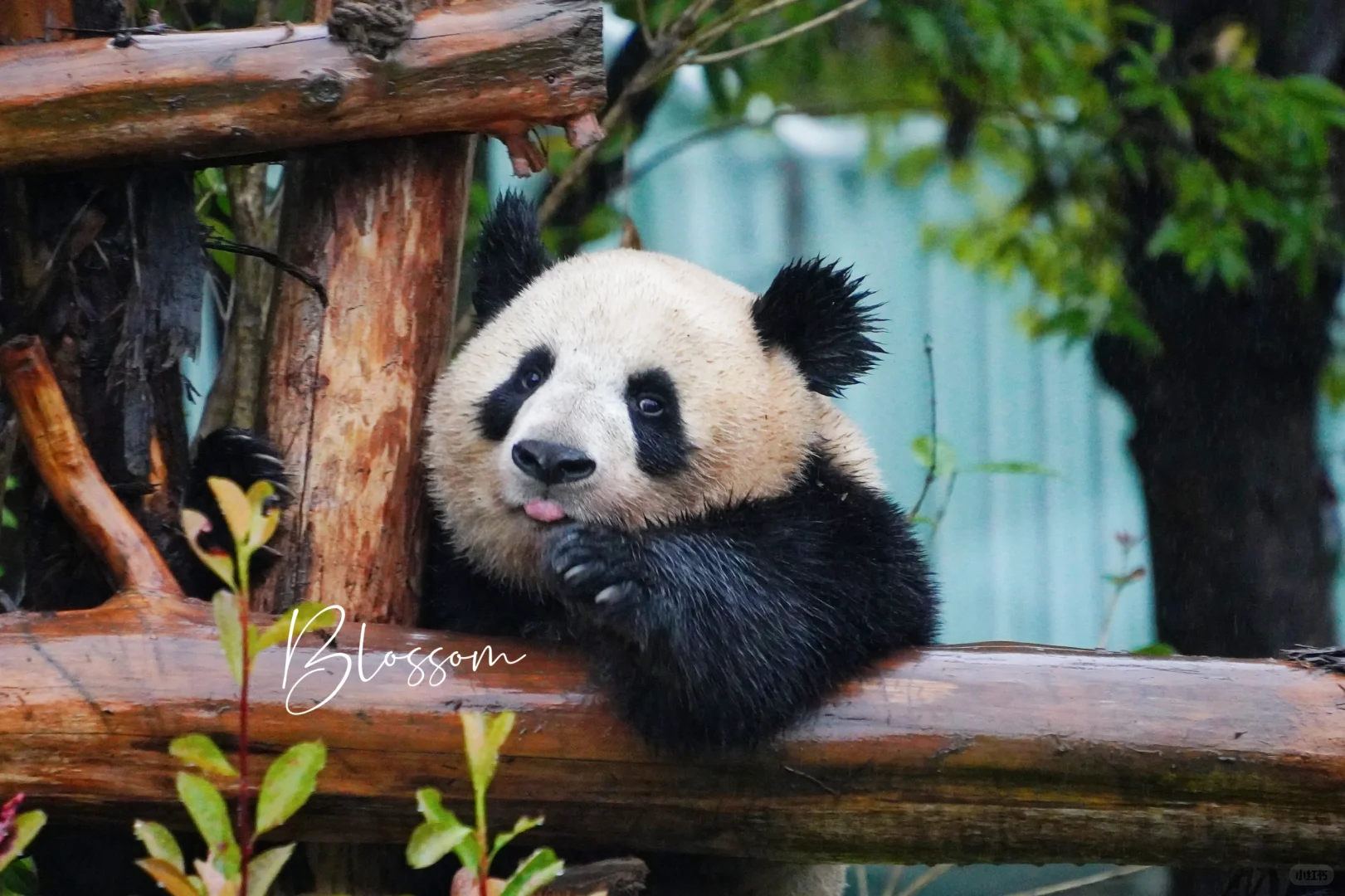 240529 甜妹大雨中也得变潦草