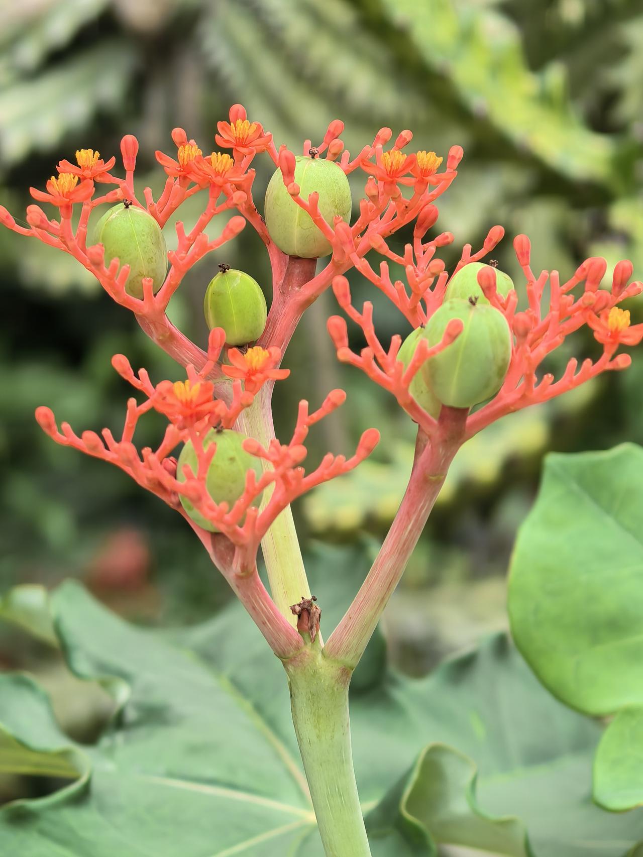 花似红珊瑚，茎似佛肚子，花果同树，四季花不绝，野外生存大师佛肚树。
佛肚树原产中