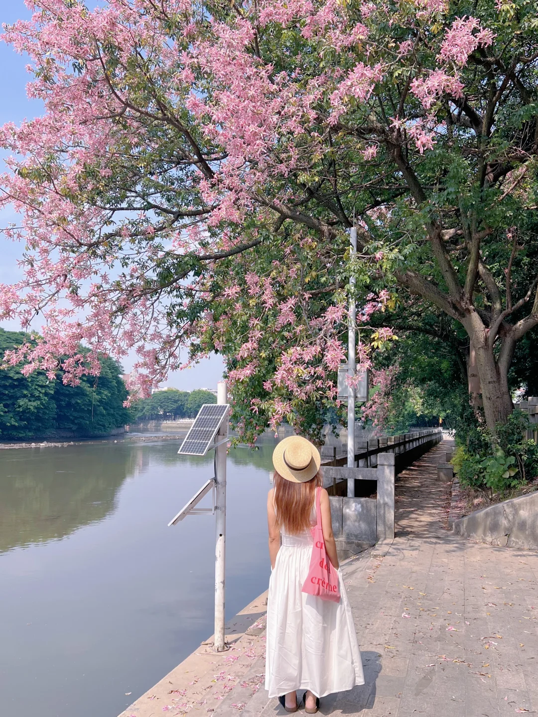 我在广州找到了动漫里的江边异木棉🌸附攻略