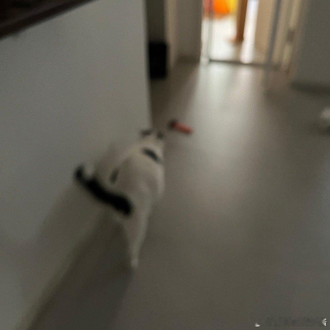 快如闪电！闪电猫！⚡️！ ​​​