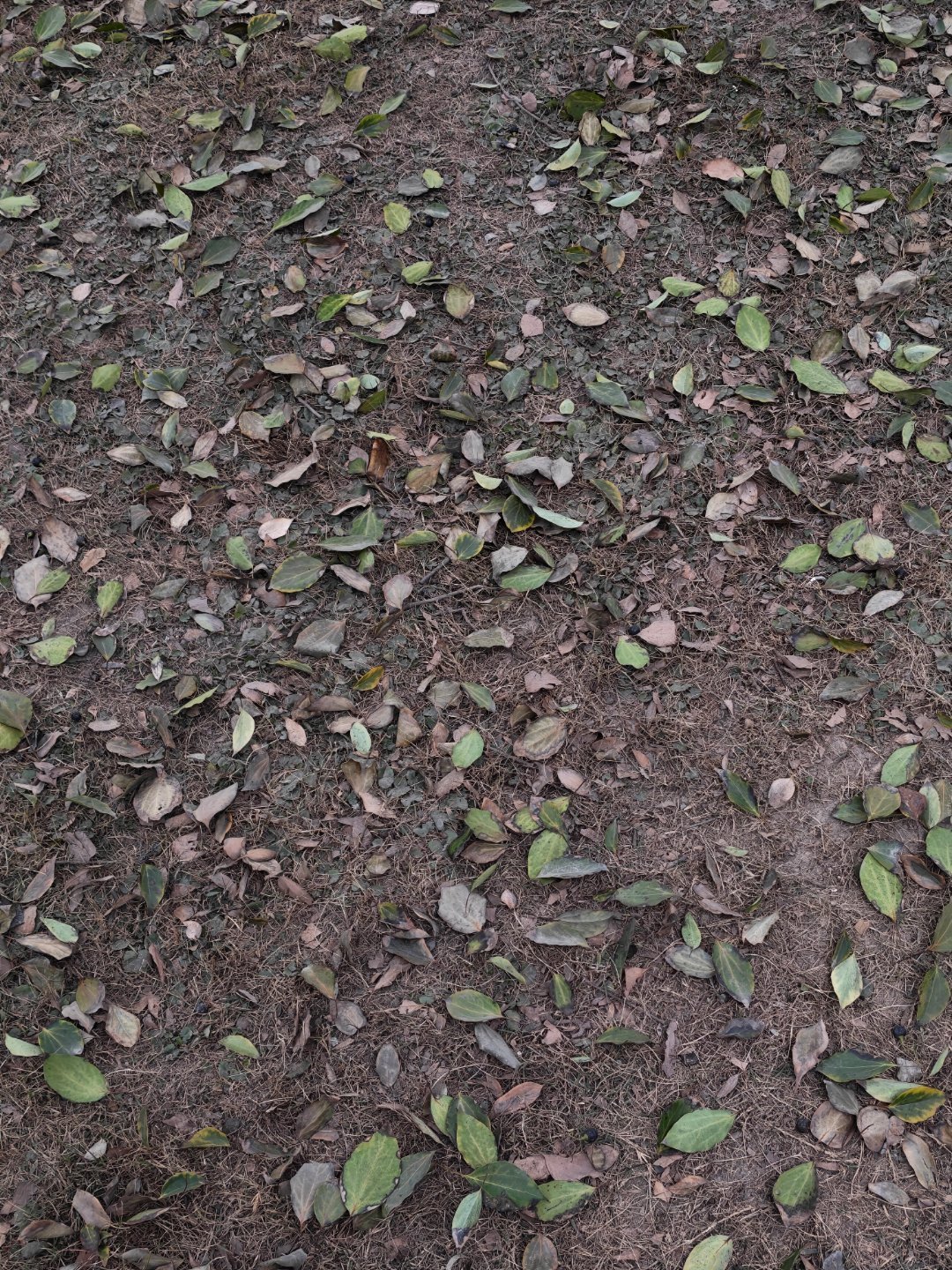 寒潮来了，带来了满地的落叶！早，起床搬砖了每天早起打卡