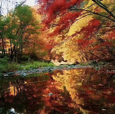 秋天的山林，美得像幅画。就说四川旺苍的米仓山盐井河峡谷，深秋时四万余亩森林层林尽