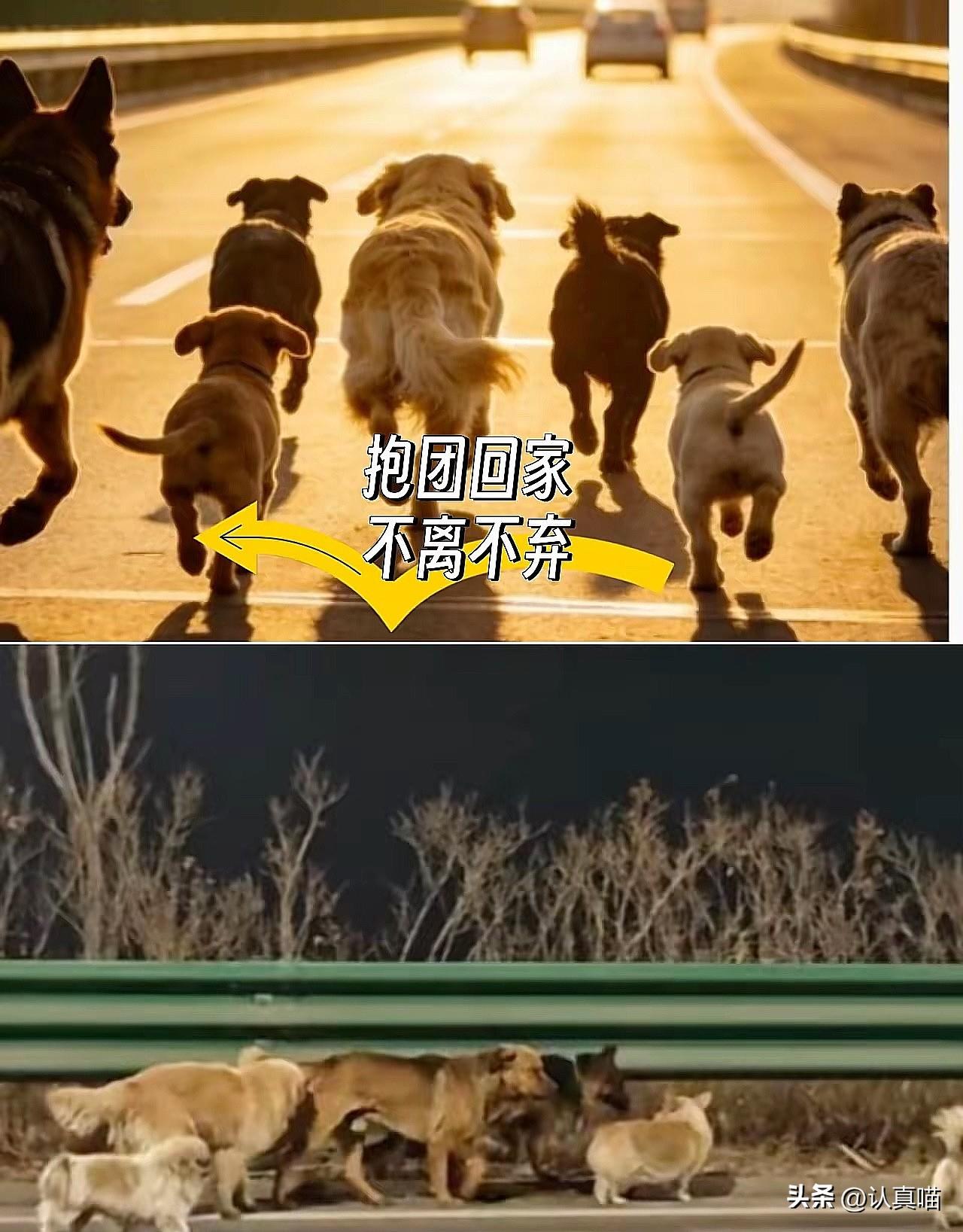 刚刷到长春7只狗的事，我盯着屏幕半天缓不过神，真的被这群毛孩子狠狠戳中了。

1