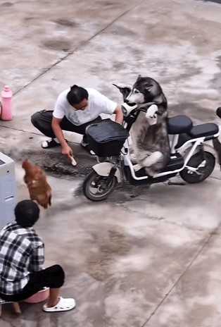 这狗居然会骑车[赞][捂脸]