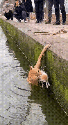 快看这只橘猫妈妈，太让人破防了！
就在河岸边，它嘴里死死叼着自己的小猫，前爪拼命
