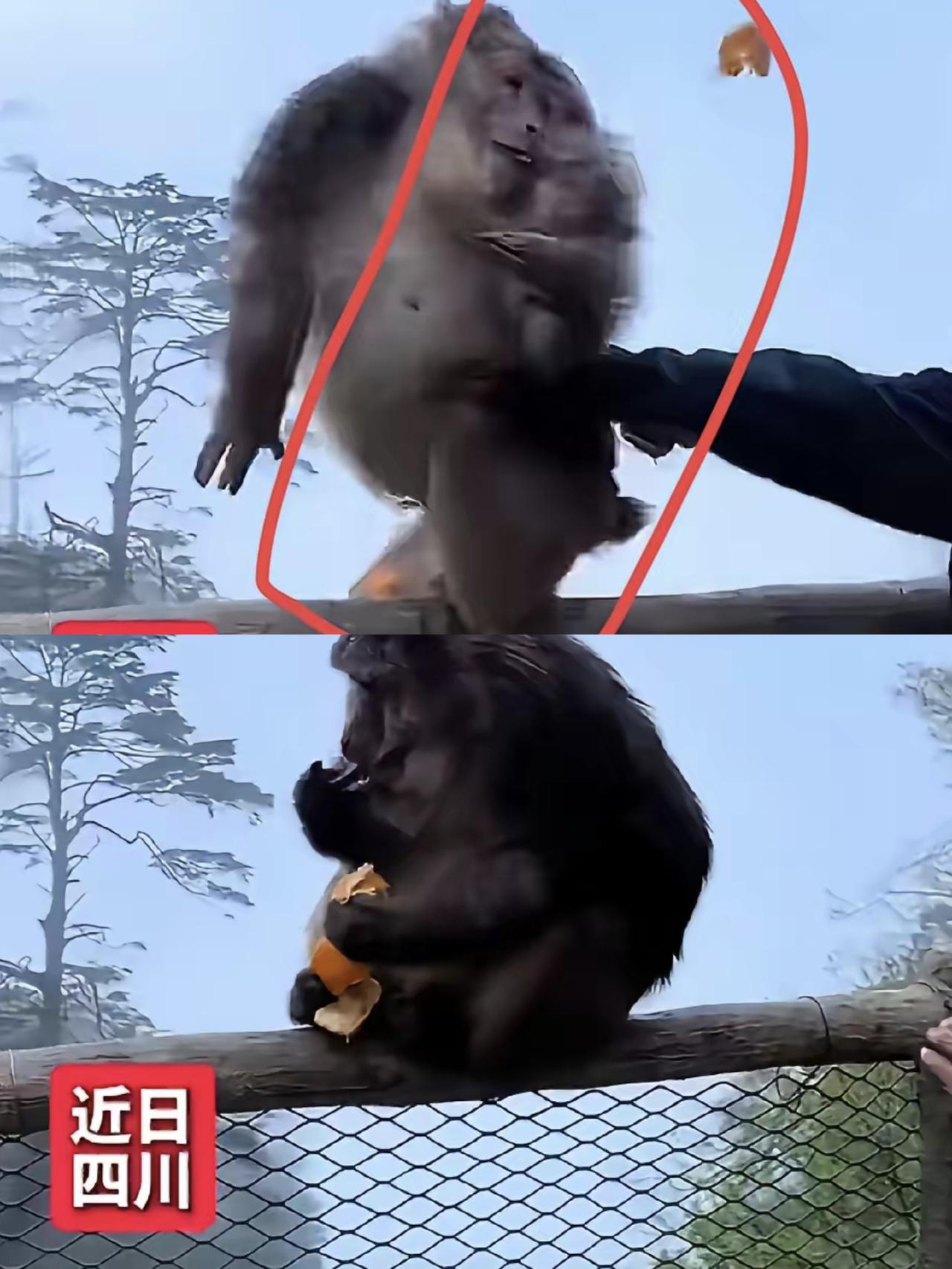 我真的服了那些拿欺负弱小当乐子的人渣！
 
刷到乐山这个推猴子下悬崖的视频，我气