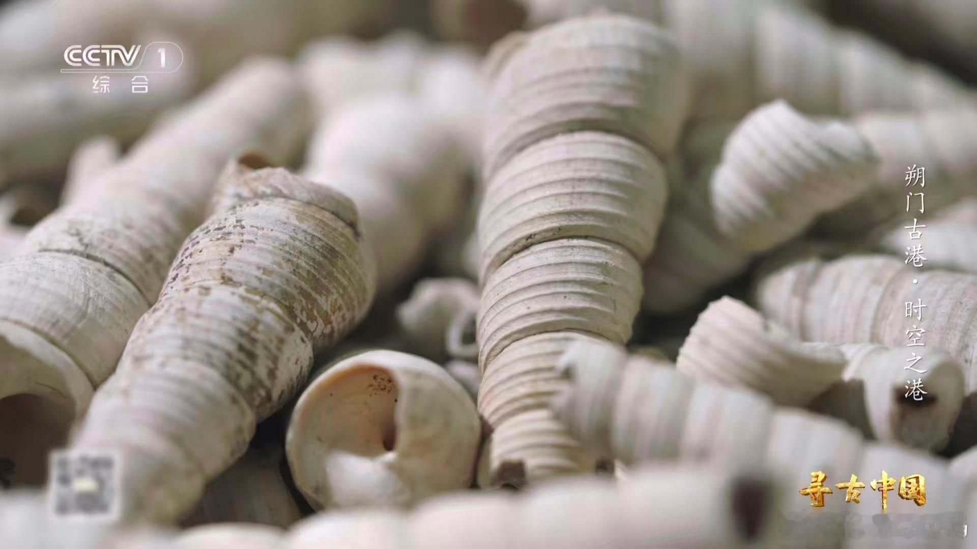 温州一千多年前就流行嗦螺了古人也吃血蛤雪蛤油泡发后炖着吃真的绝，加牛奶更香浓，跟