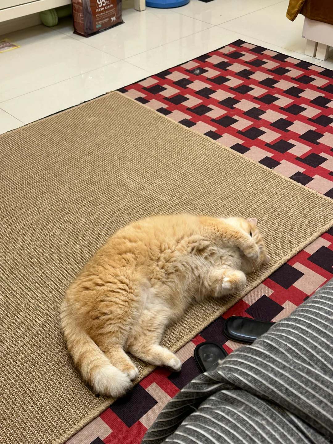 南方人必看！养猫怎么灭蟑螂🪳