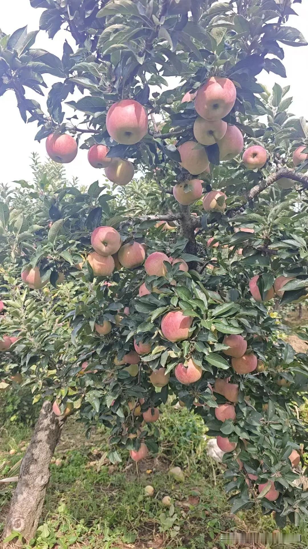 晒图笔记大赛丰收的喜悦，来自辛勤的付出！