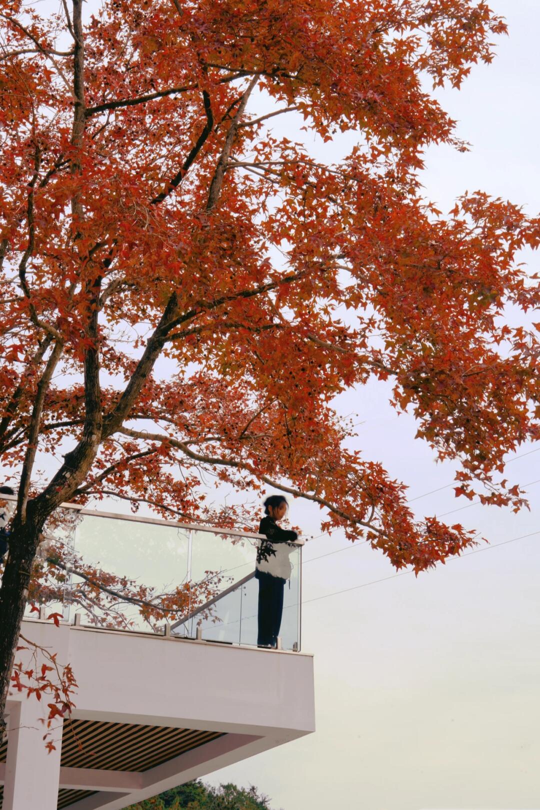 在乐清｜咖啡店里的红枫叶🍁冬天的美拉德