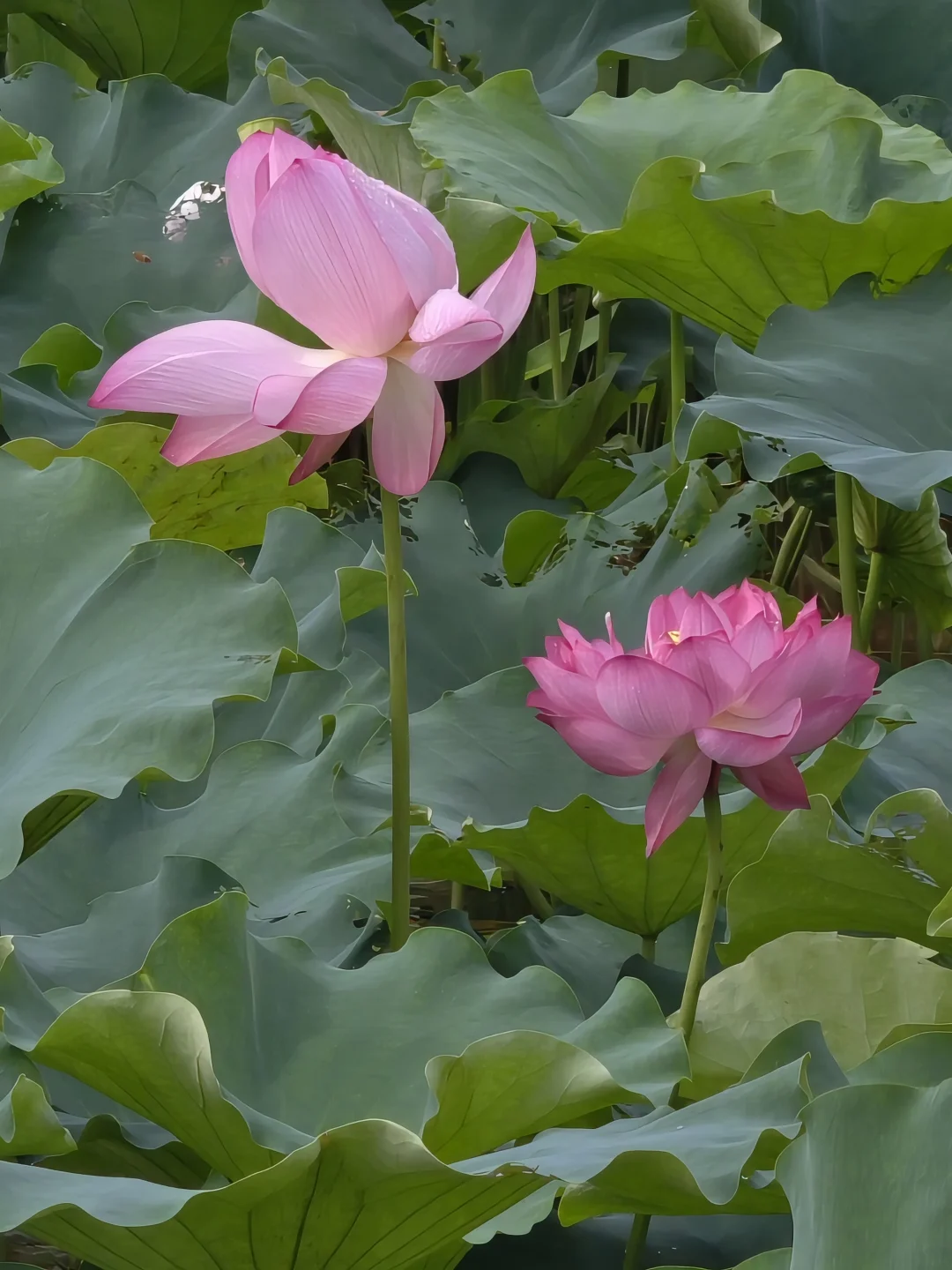 眼前，是荷花的夏