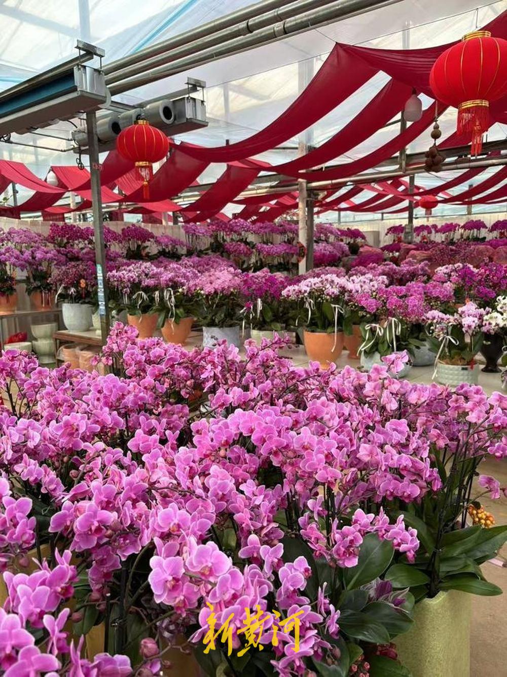 济南年宵花走俏：市民挑选“年味儿”，既要好看又要好彩头！室外寒风呼啸，室内春意盎