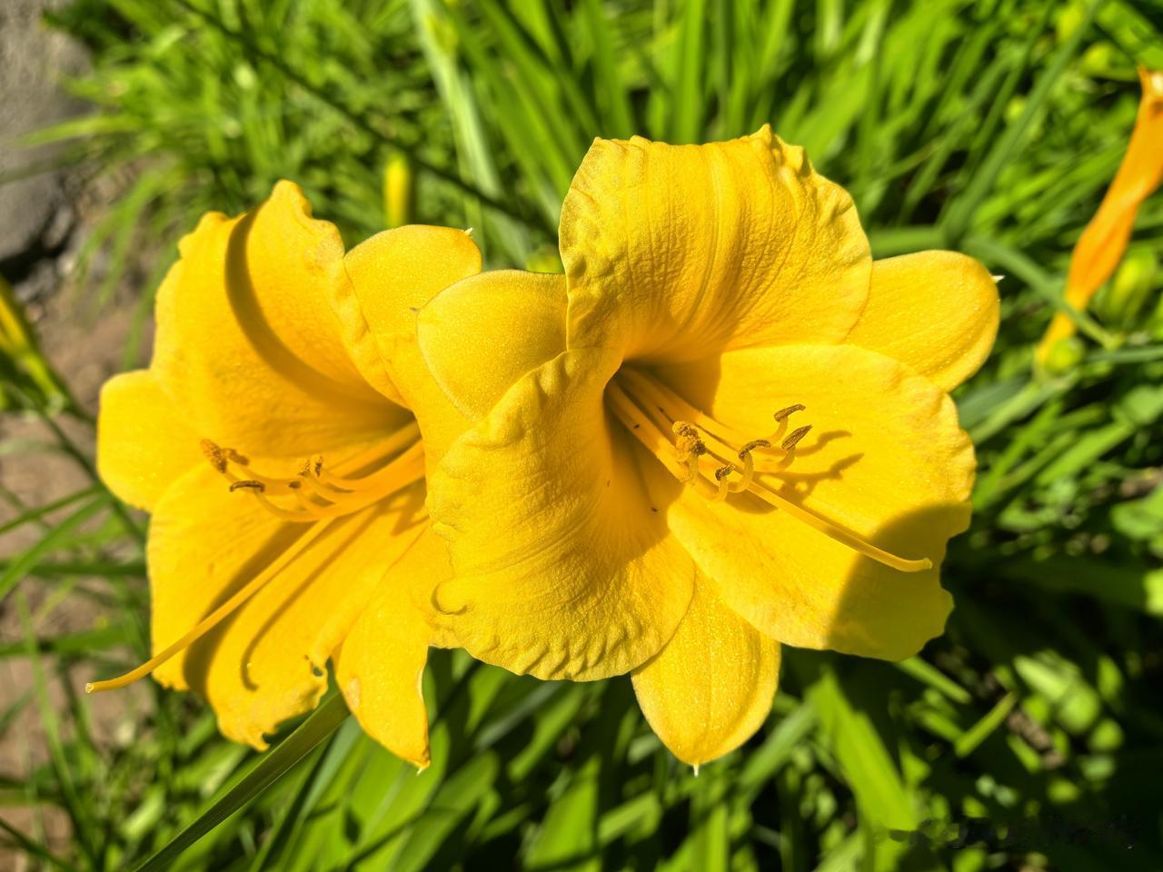 晒图笔记大赛绿绿的草地上，暖阳轻拥着明黄萱草，柔瓣舒展藏着温婉，忘忧寄情，于葱翠