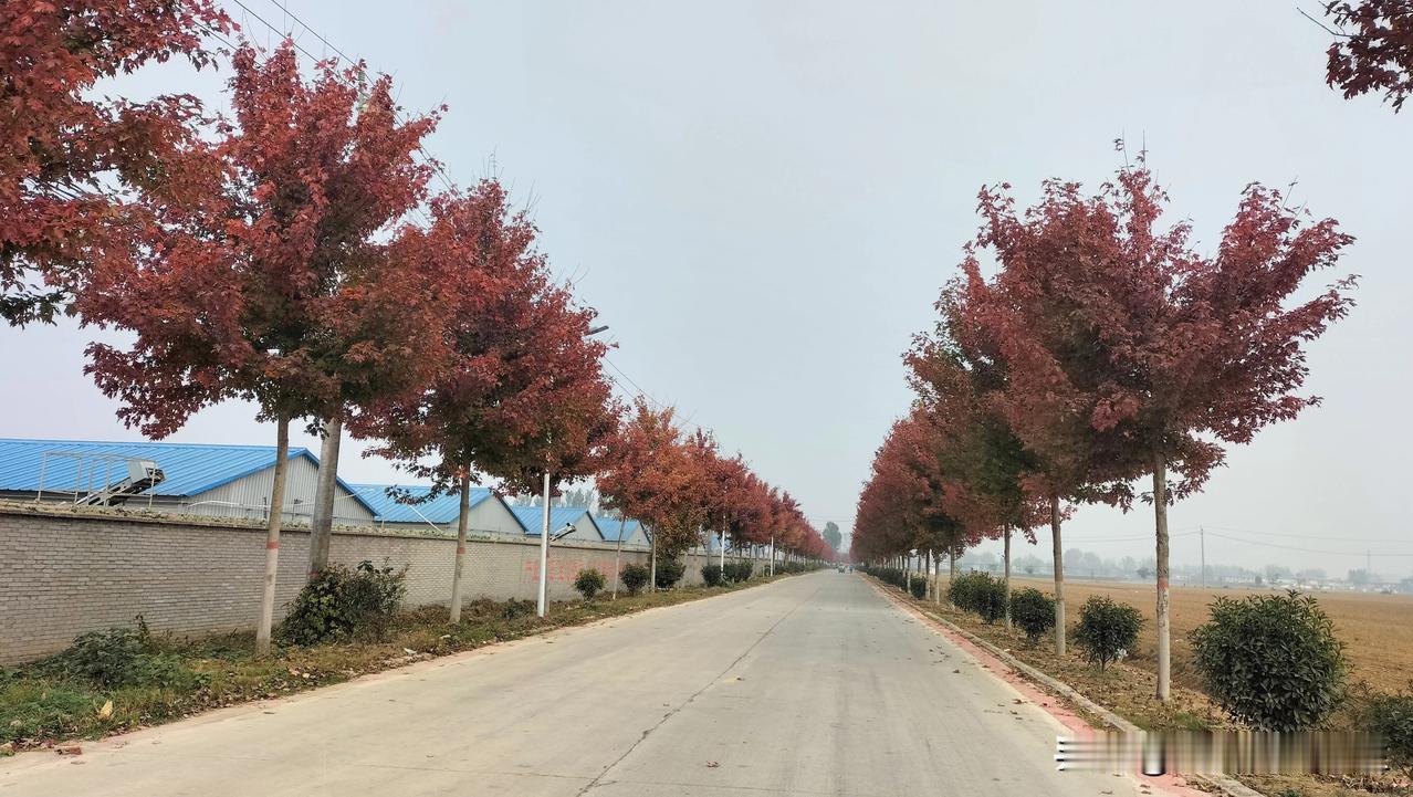 途经漯河市乡村小路，被路两边的红叶吸引，忍不住停车拍照。

枫叶🍁飘飘，红艳如