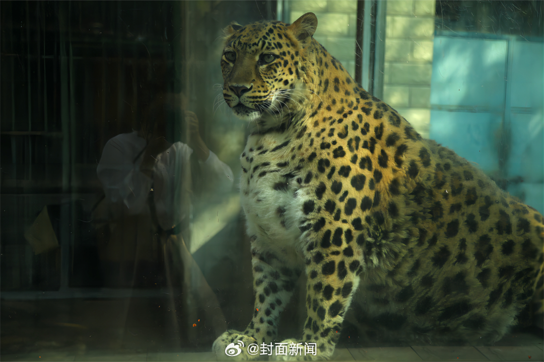 【攀枝花#豹警官减肥2个月瘦不了一点# 园方：随缘，健康就好！】#攀枝花豹警官演