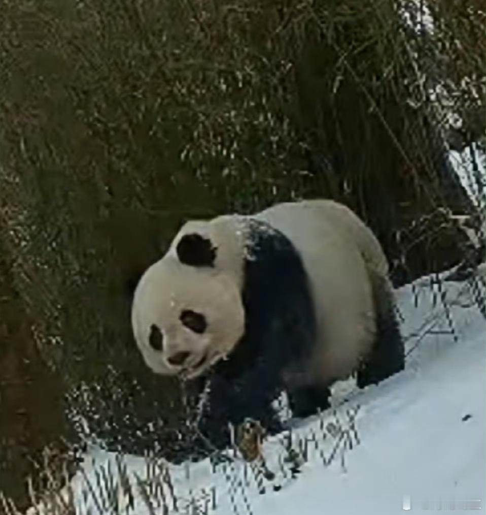 好胖的野生大熊猫 海南岛主[超话]  