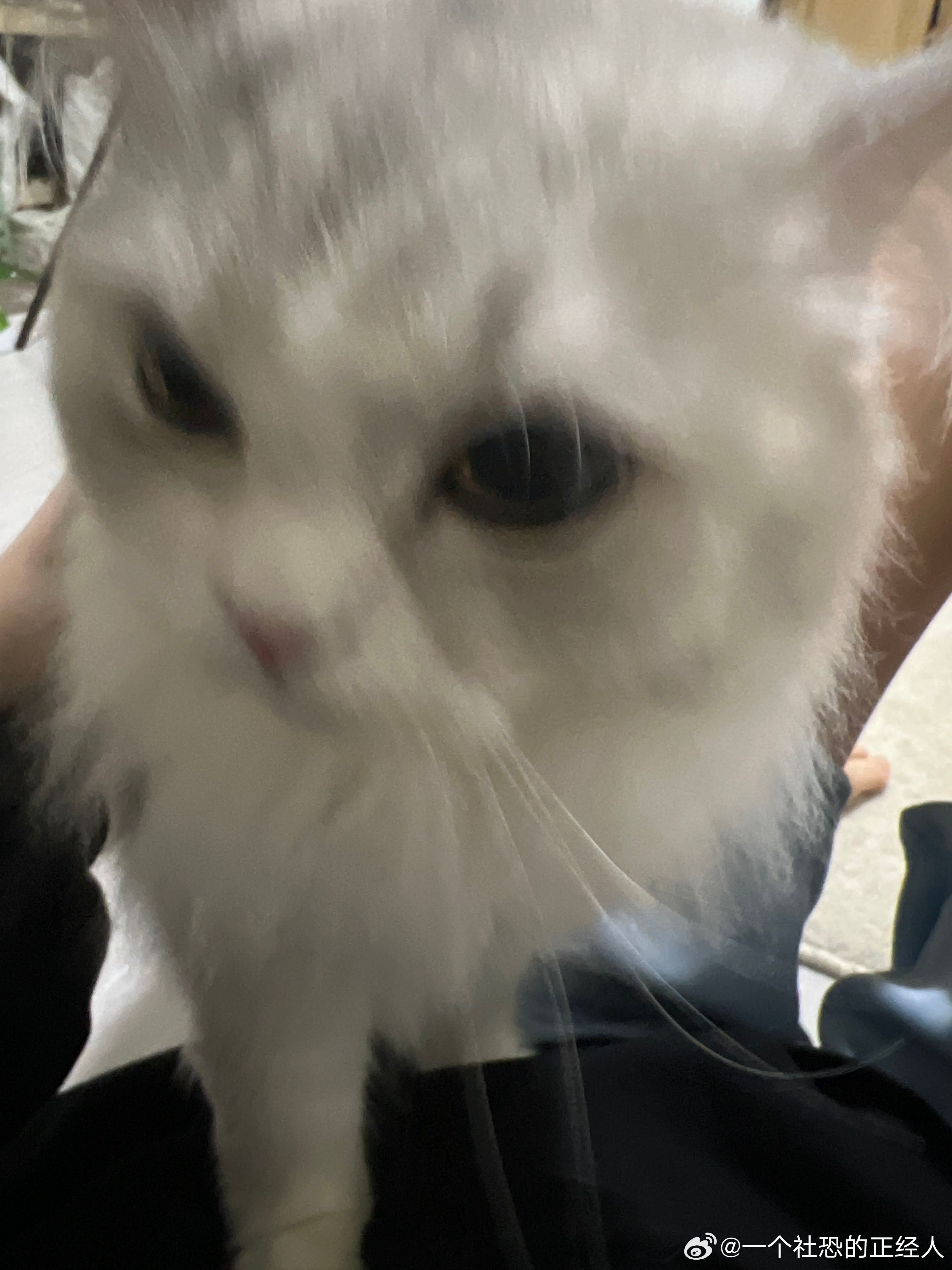 不丢我们丢宝可爱到模糊😺
