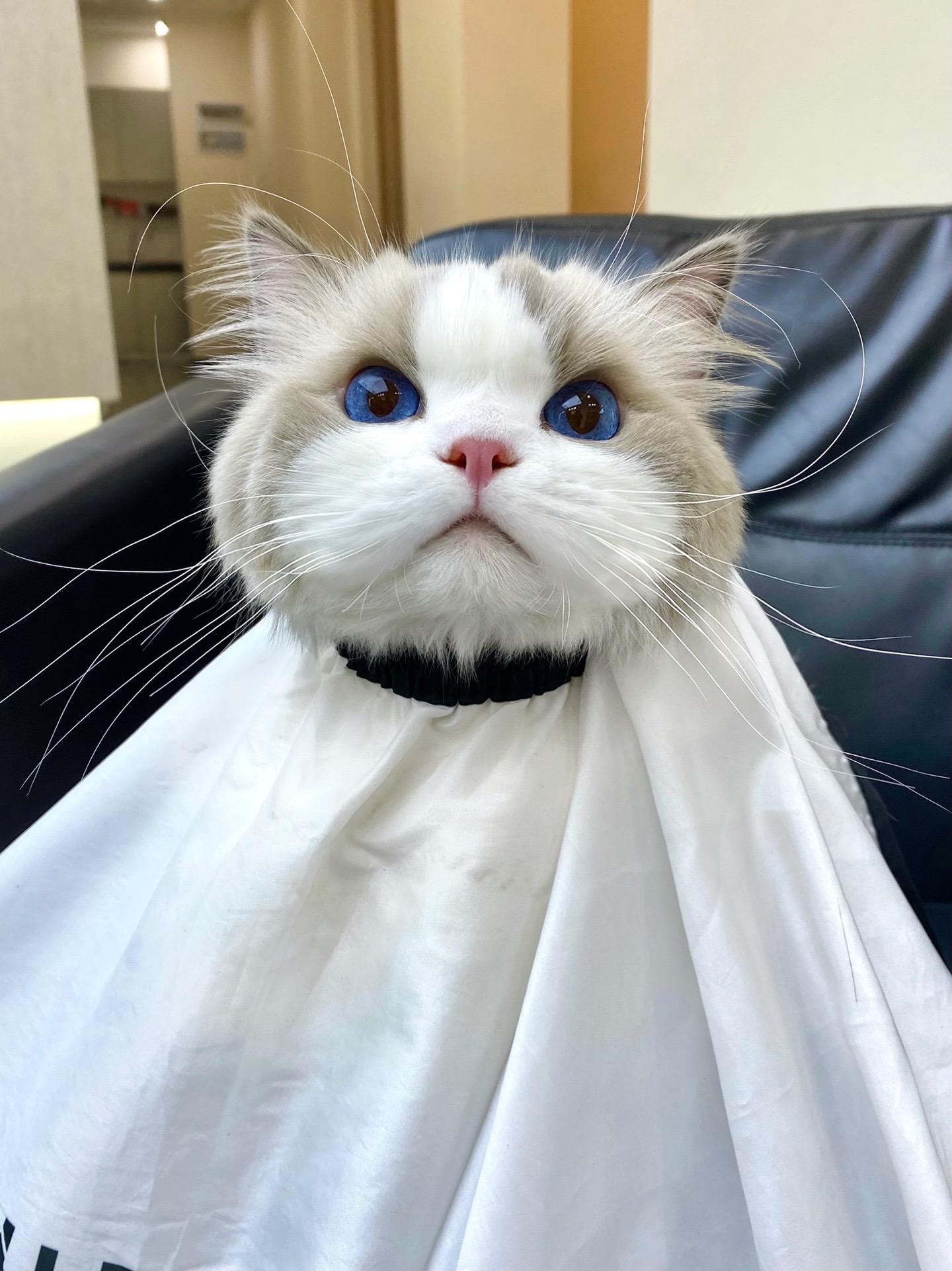 没有人能笑着走出理发店 猫也不意外。