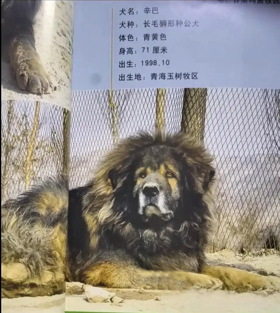 想看藏獒了，想一次看个够，不分高低好坏，恶论啥样的，每个藏獒都有独特的样子，欢迎