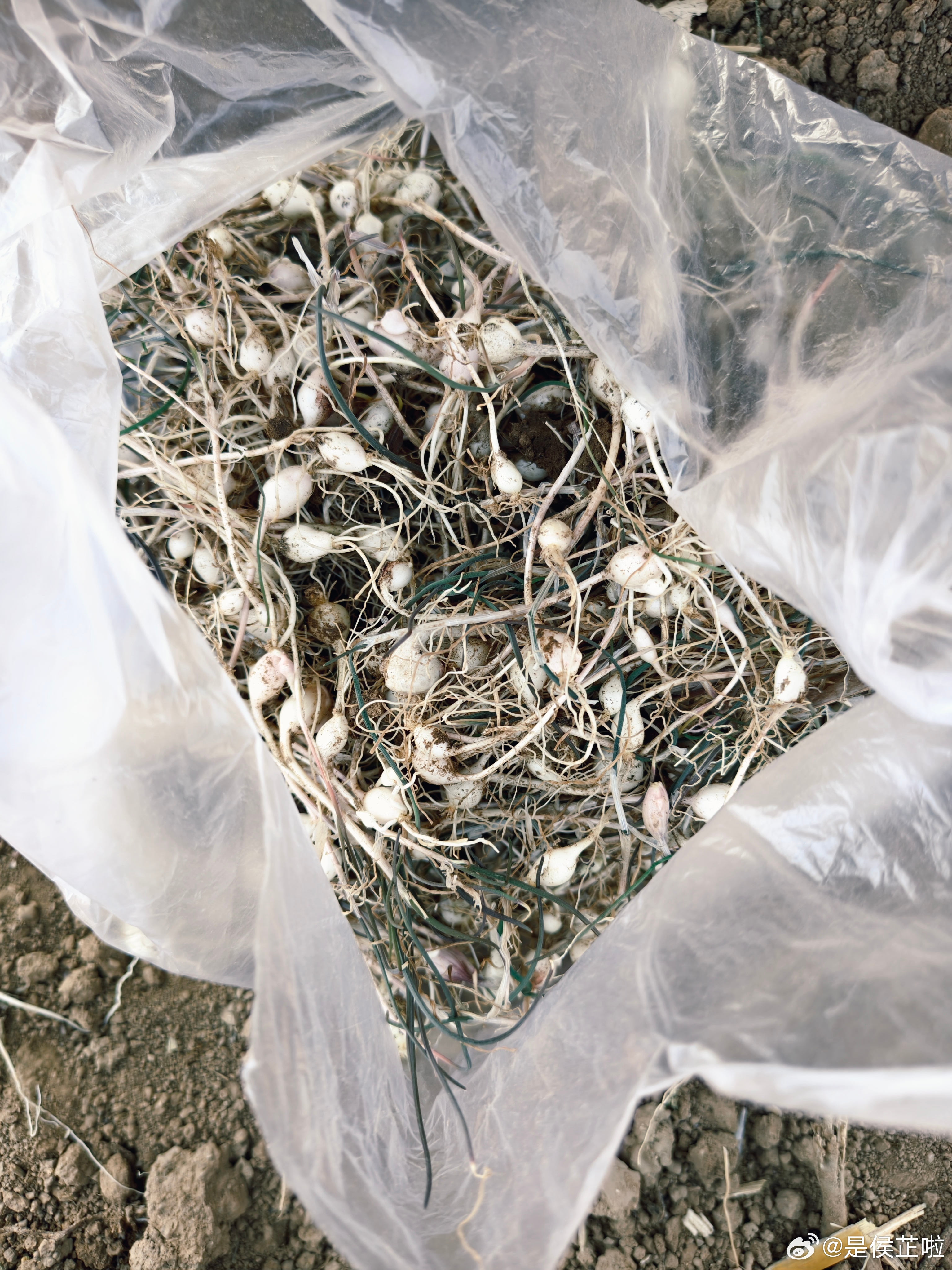 野蒜，一个让我紧紧惦记的春野菜前两天找了一些野蒜，但是太少不够吃所以琢磨着去看看