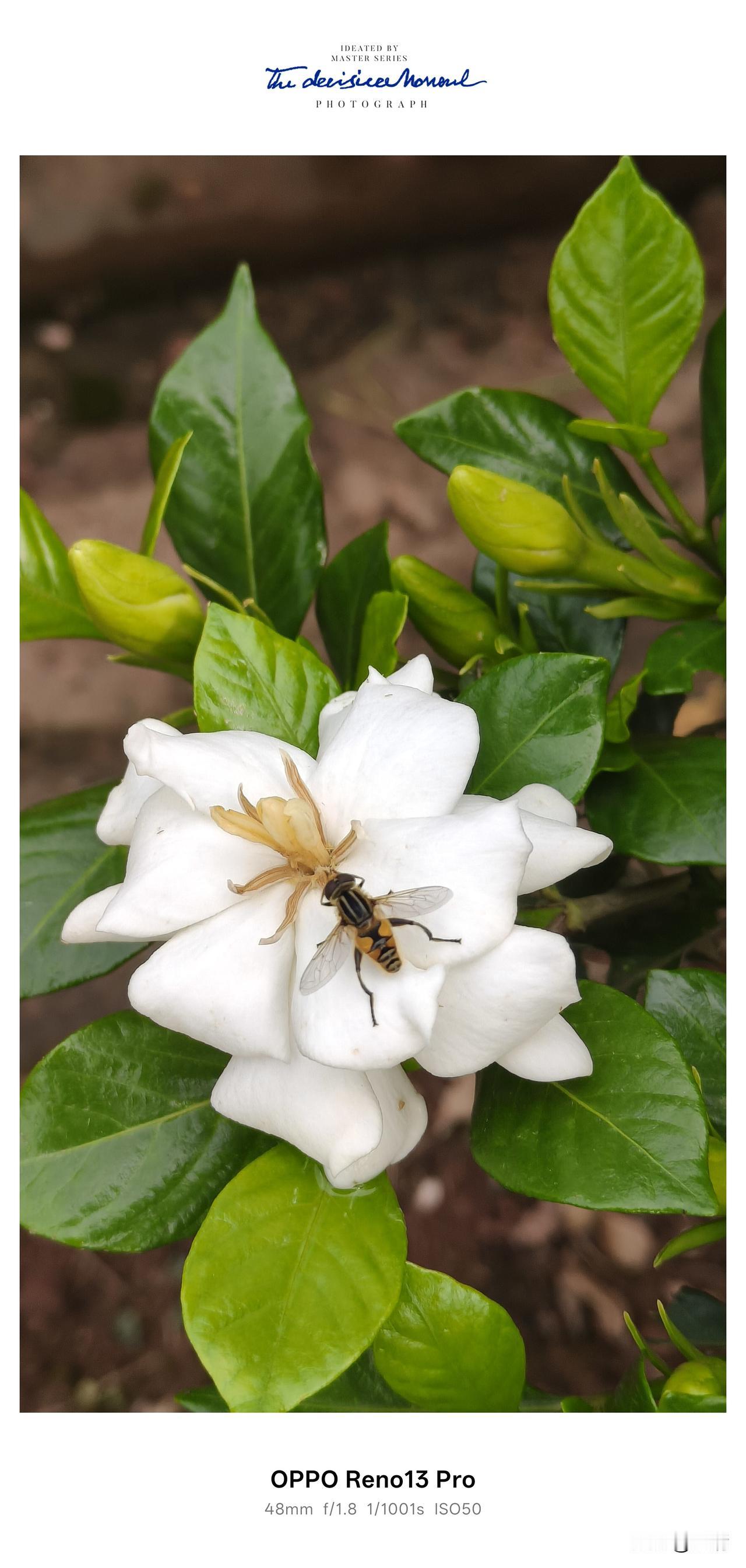 蜜蜂喜欢什么颜色的花朵呢?
我觉得，蜜蜂真正偏爱的，从来都不是花的颜色，而是花里