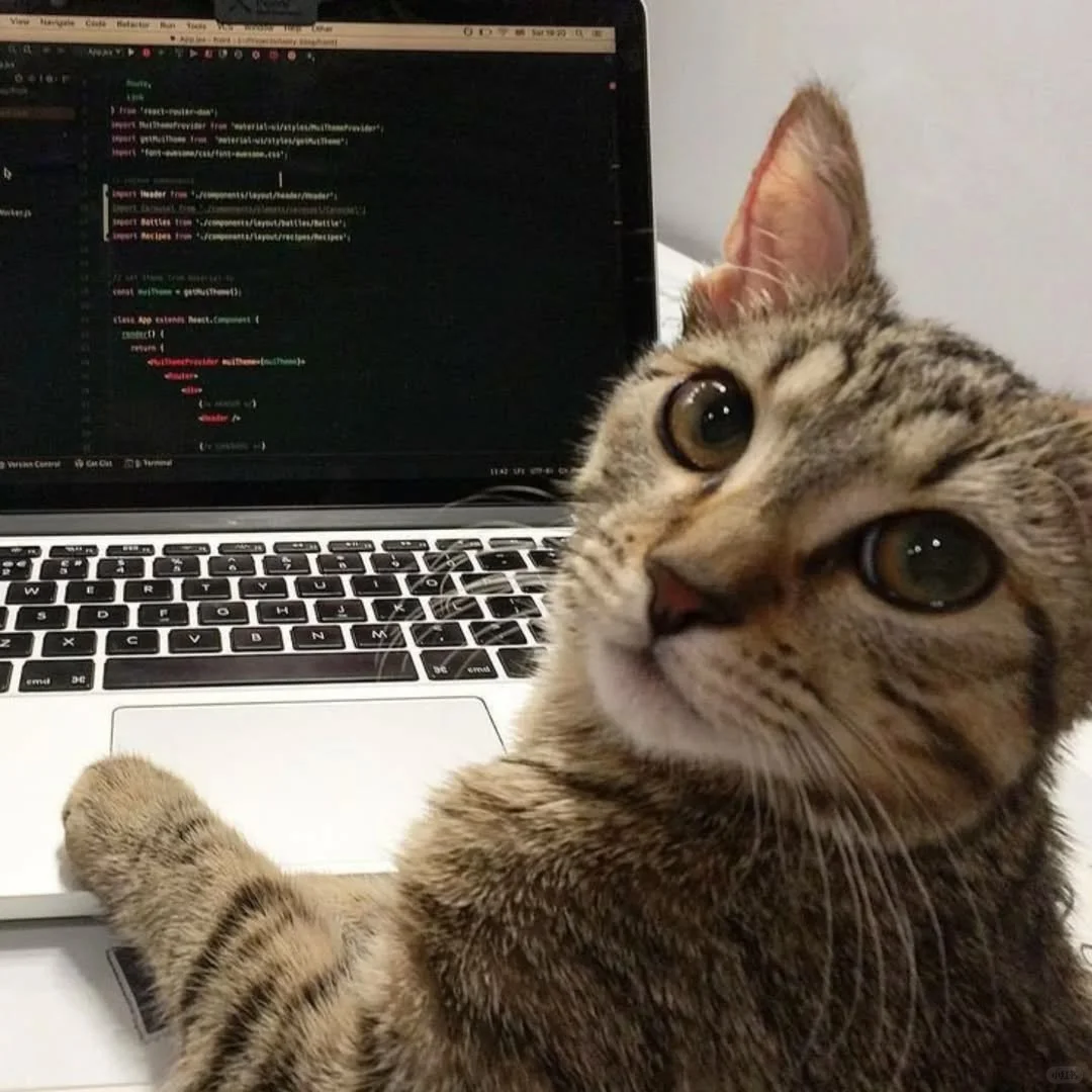谁家没有一直编程猫？