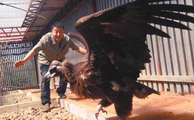 2013年，辽宁沈阳男子救下一只中毒濒死的秃鹫，放生3次失败后，秃鹫却做出了一件